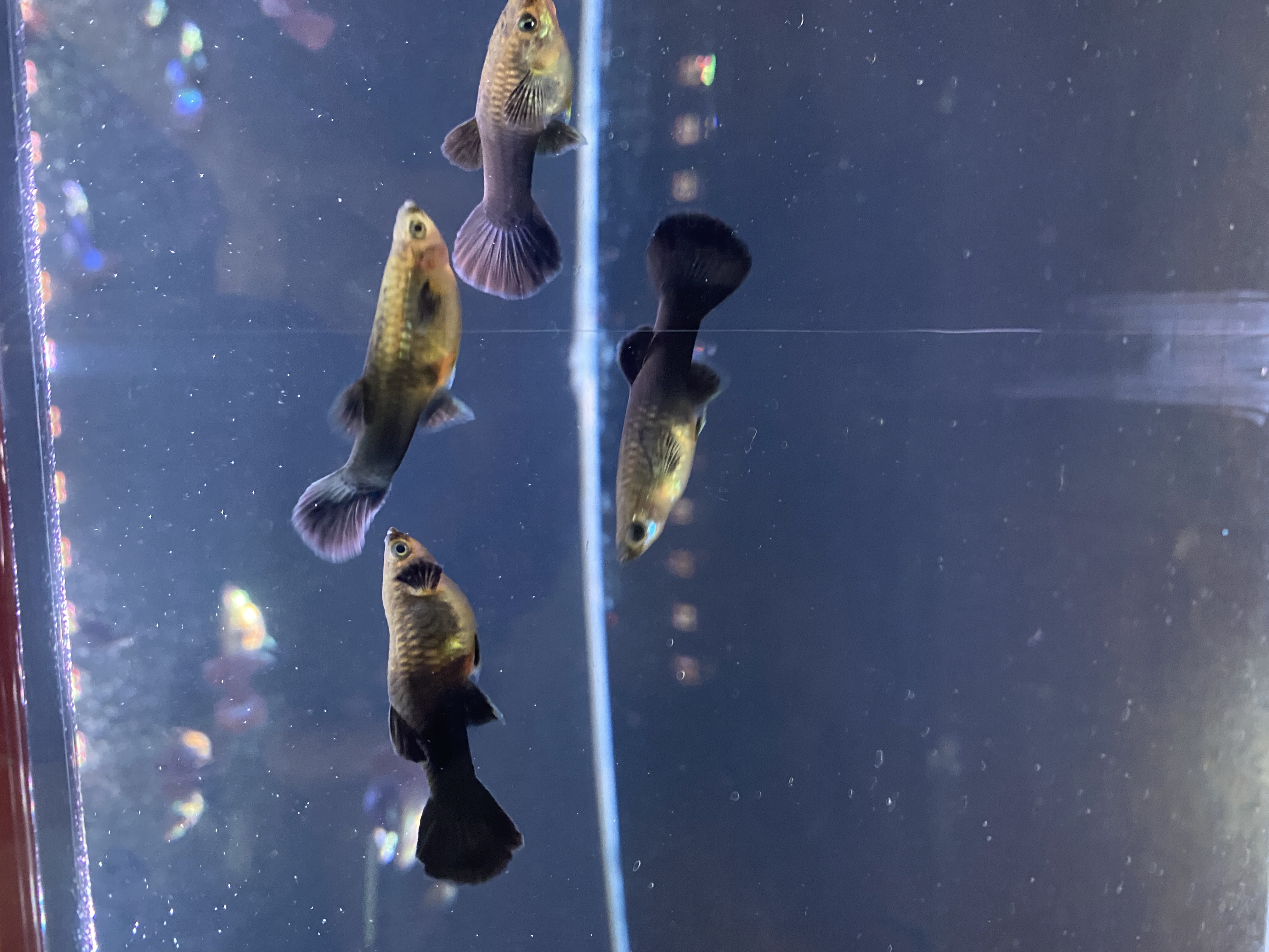 黑玫瑰孔雀鱼【3送1备损，共4条】