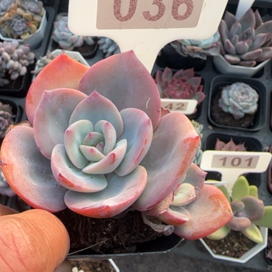 36奶茶多肉植物多