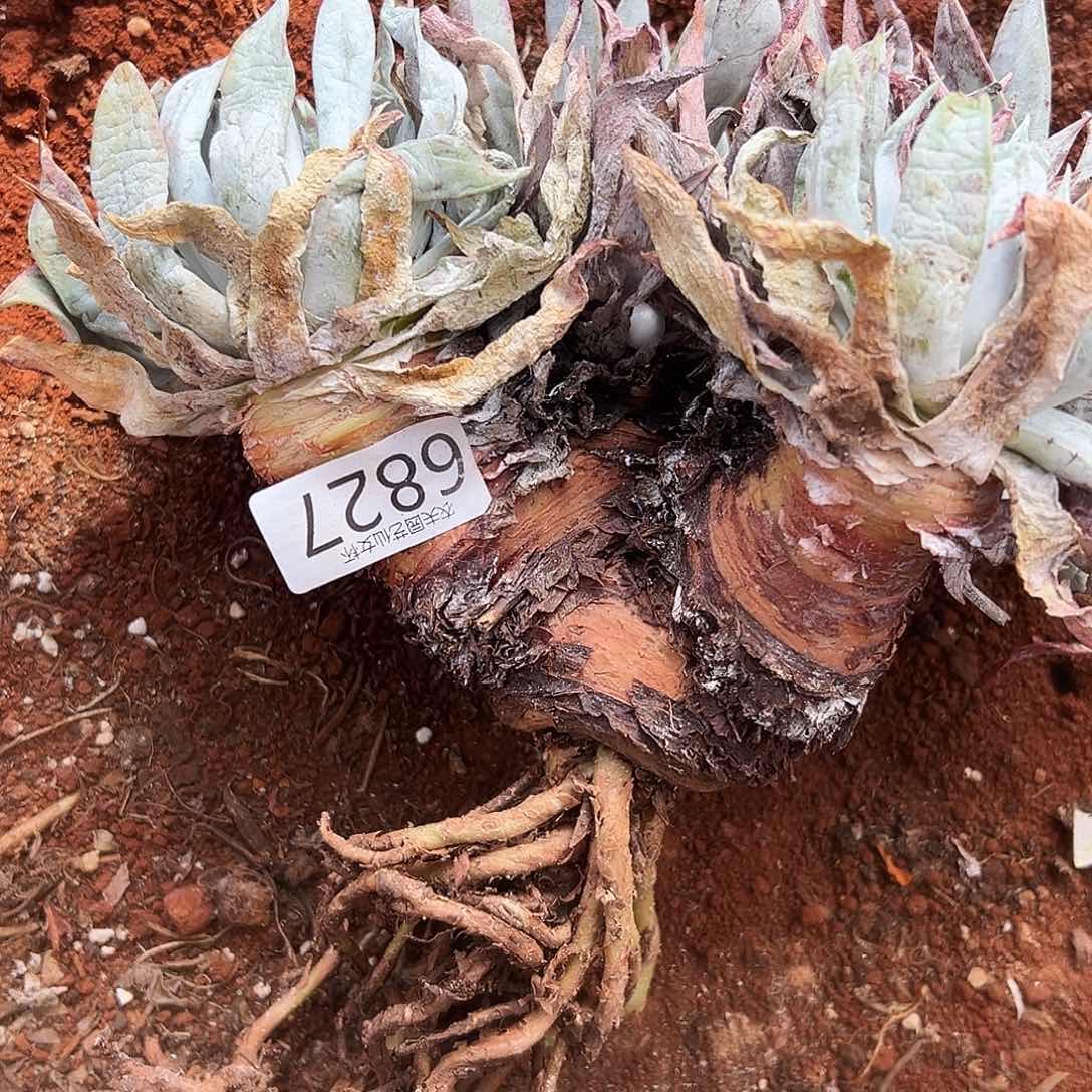 漠然衣仙女杯多肉。