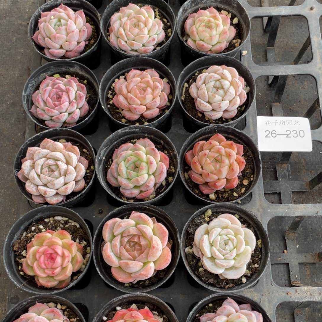 一物一拍18棵26-230