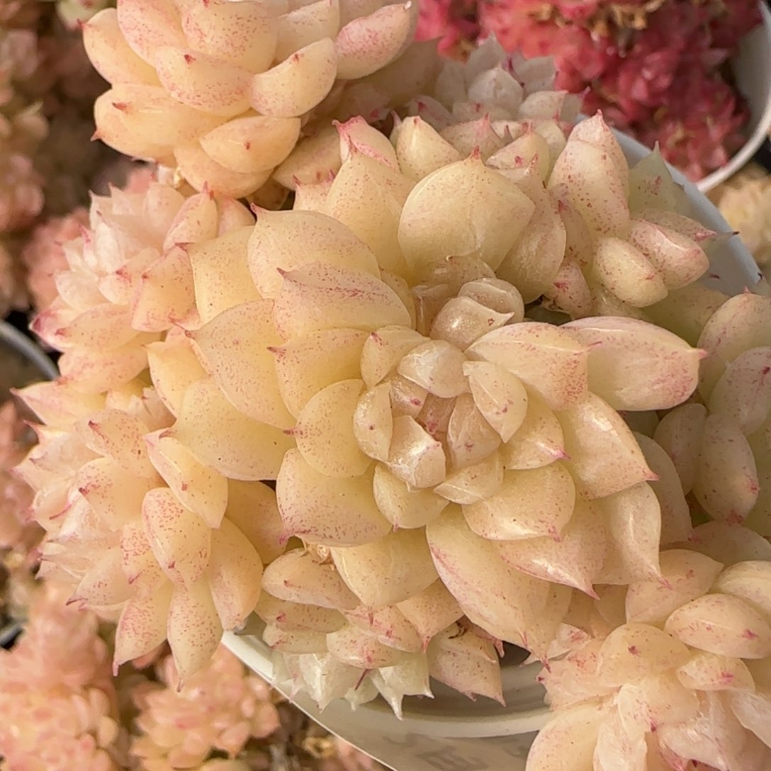 花语逸境0219-832散