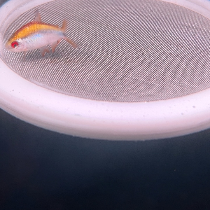 灯科鱼粉色牌2号怪怪的白金彩虹