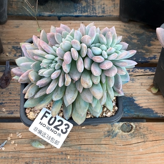 不***晓奥普琳娜缀化023 亏本处理不退不换7-8天发货