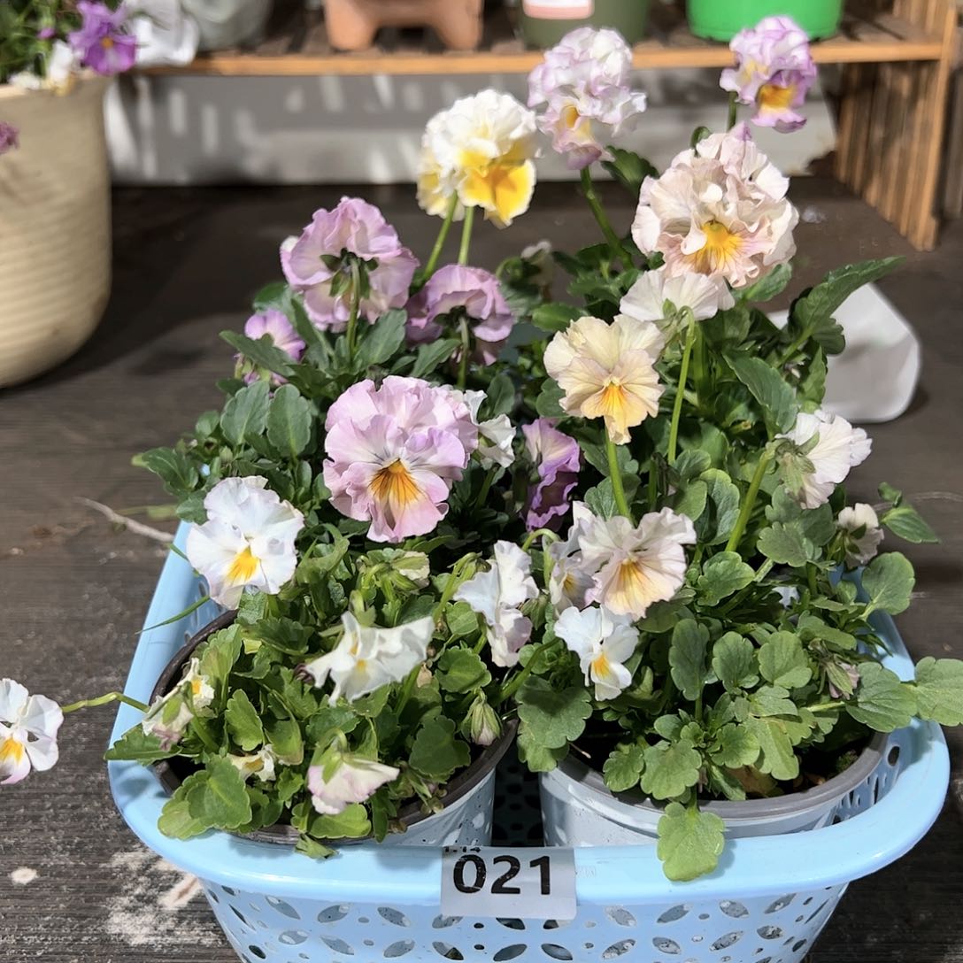 【闪购商品】021号