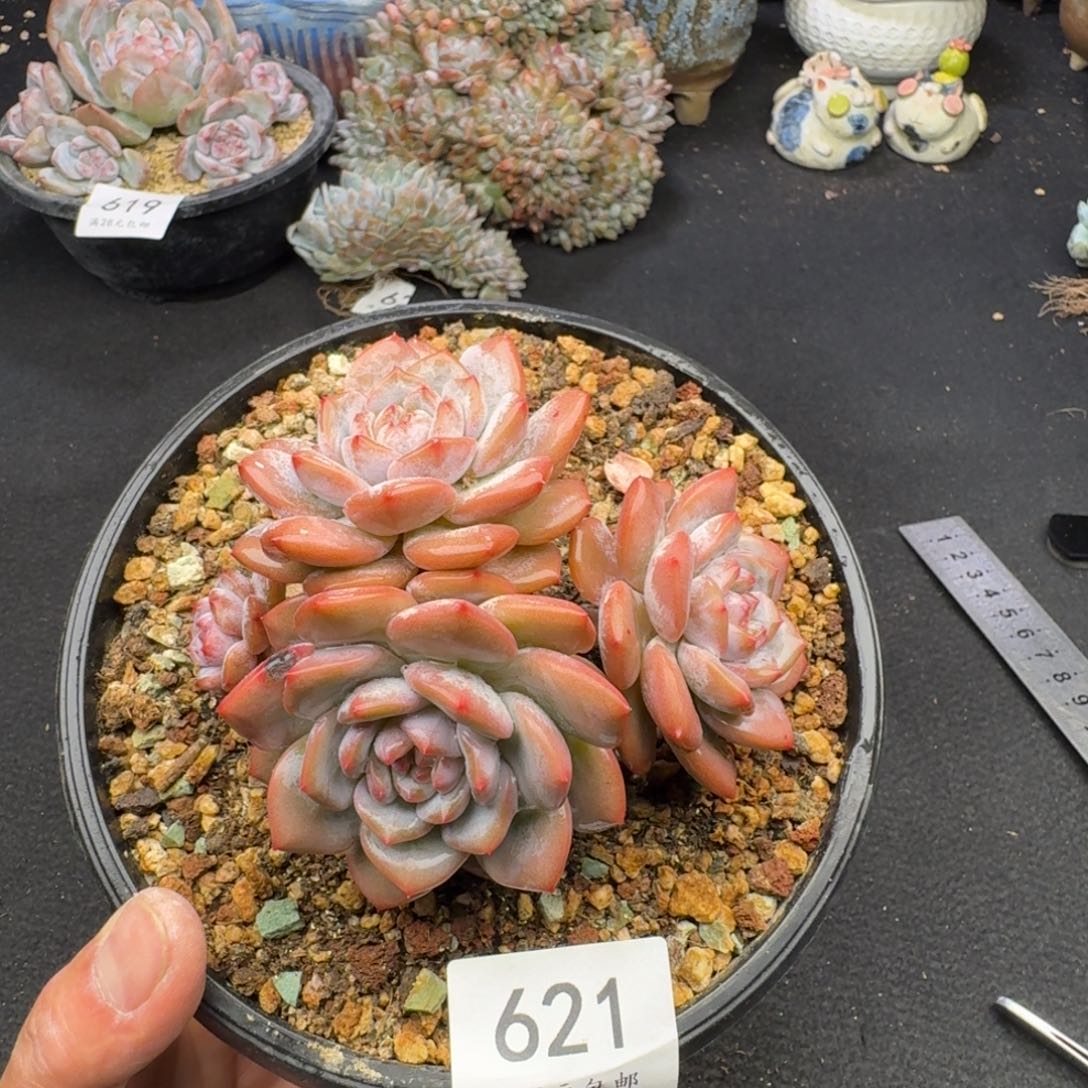 621星星橙群无砍11cm左右（拍下联系客服）