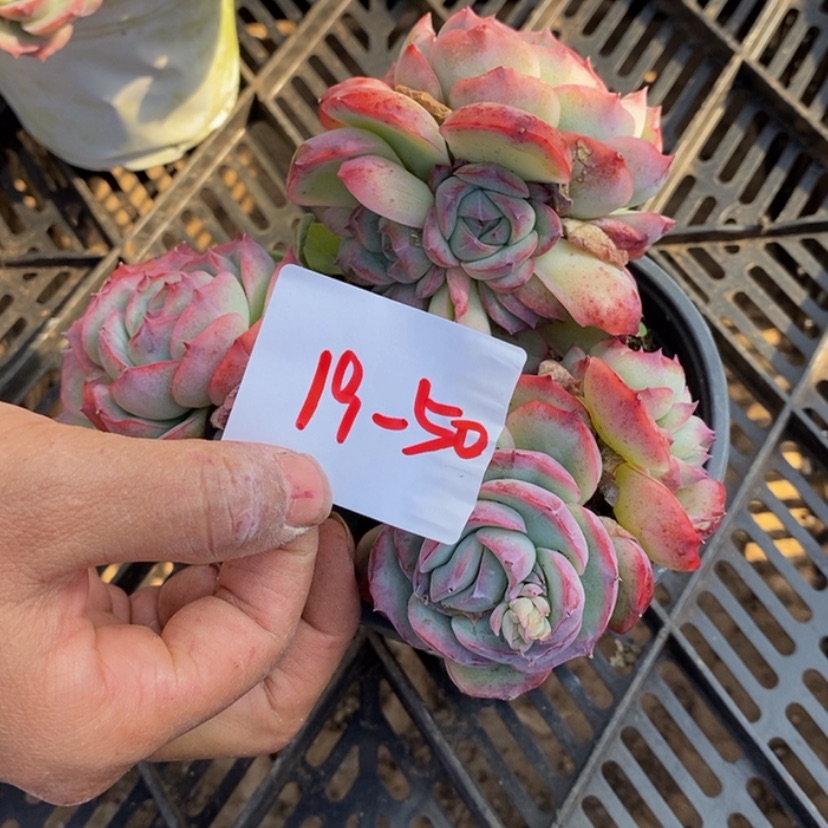 【闪购商品】小**?多肉植物