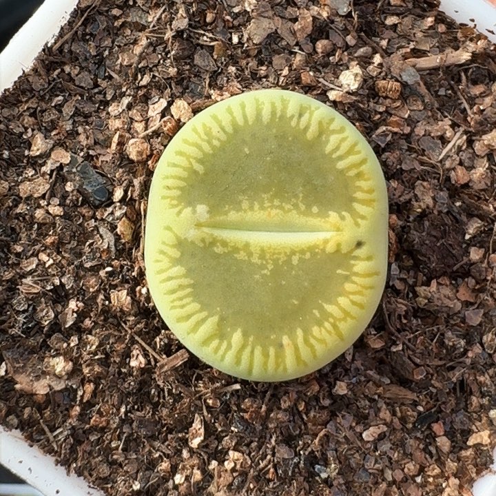 生石花11111。    71