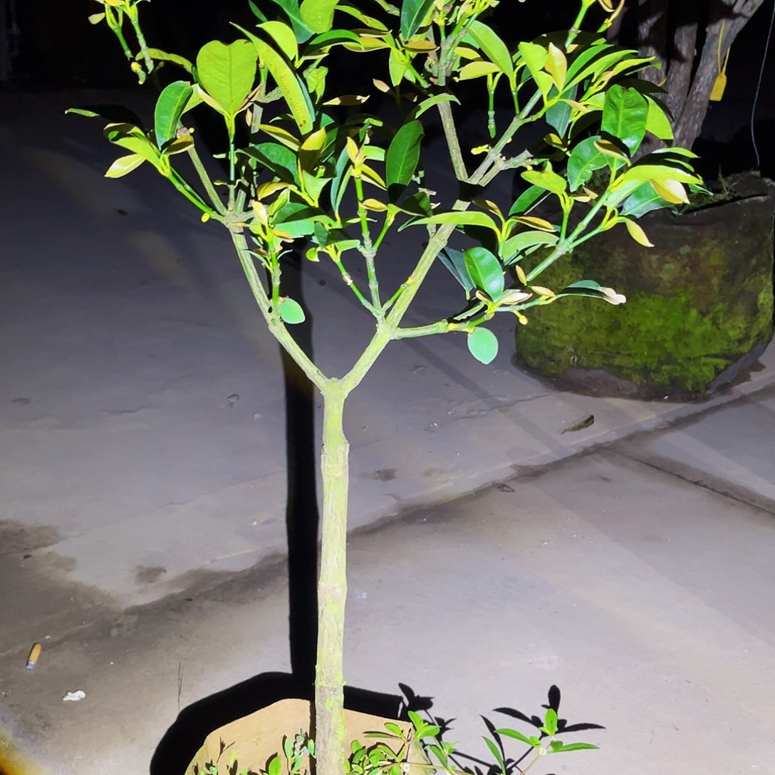 完全开放果树88888888