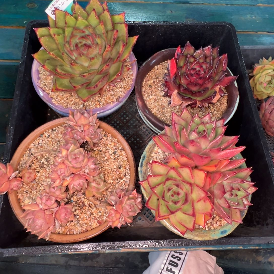 从前慢多肉精选编号0114.277