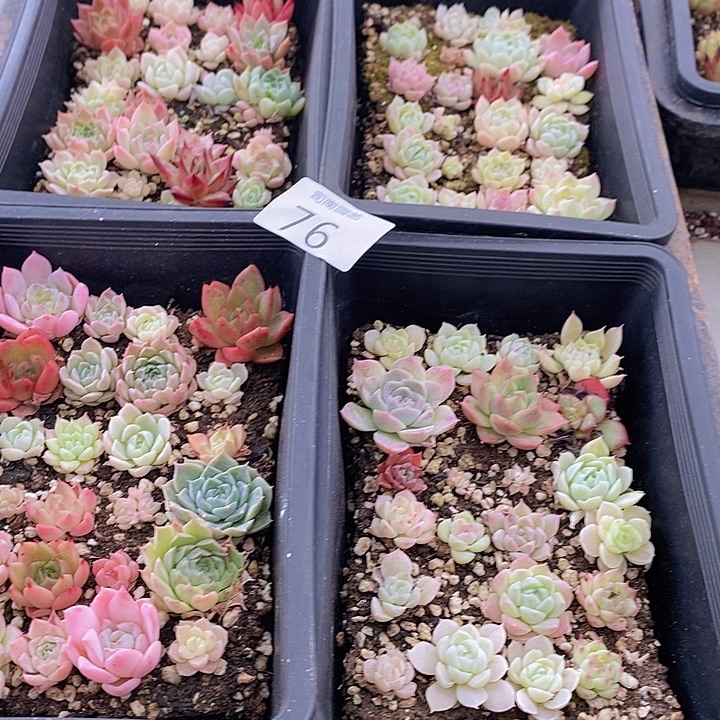 76 多肉植物盆栽花卉