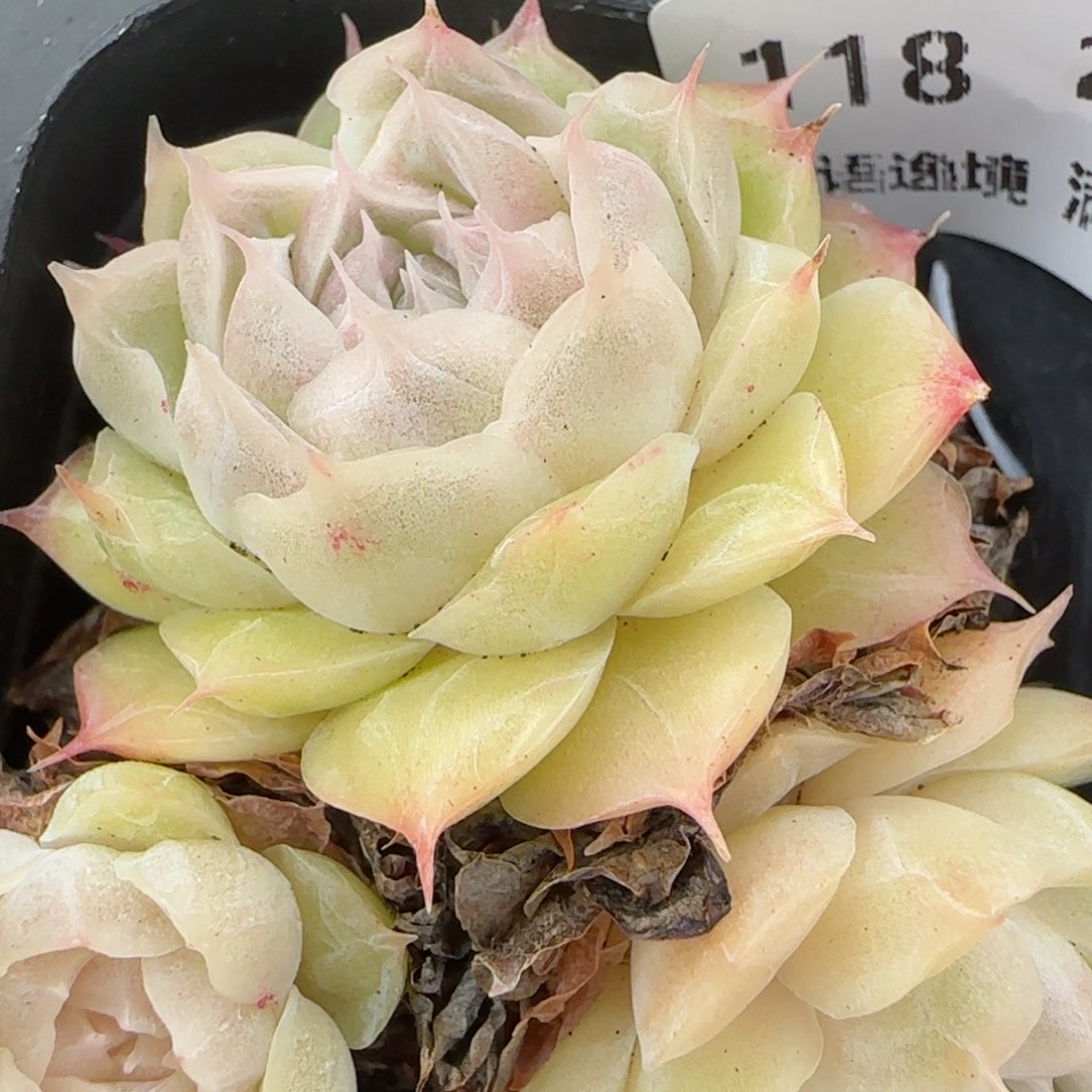 花语逸镜0201-118散