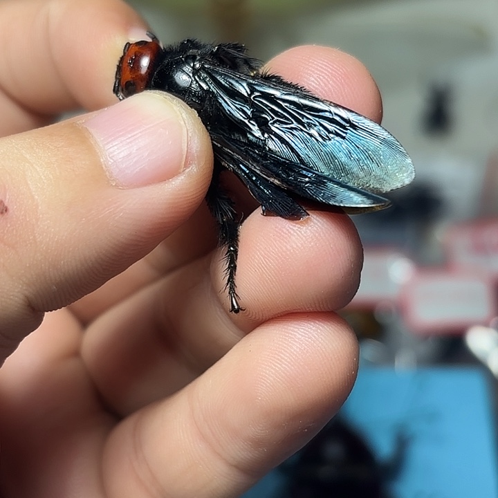 很大很大天蓝土蜂