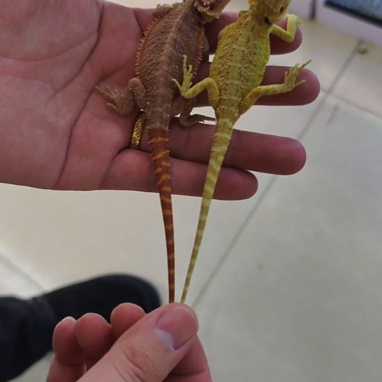 豹纹守宫极品柑橘和德血红系鬃狮蜥