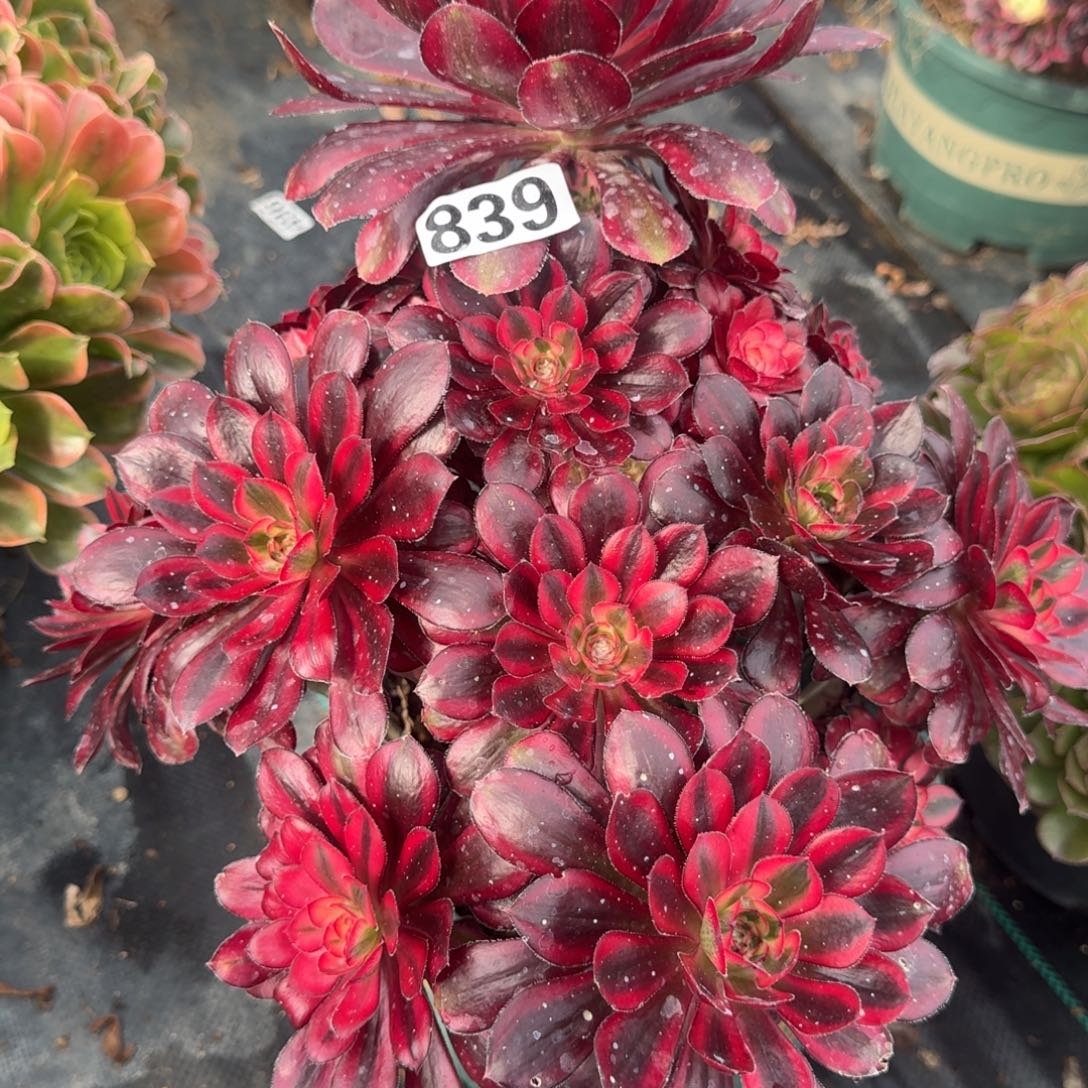 839香奶奶多肉植物