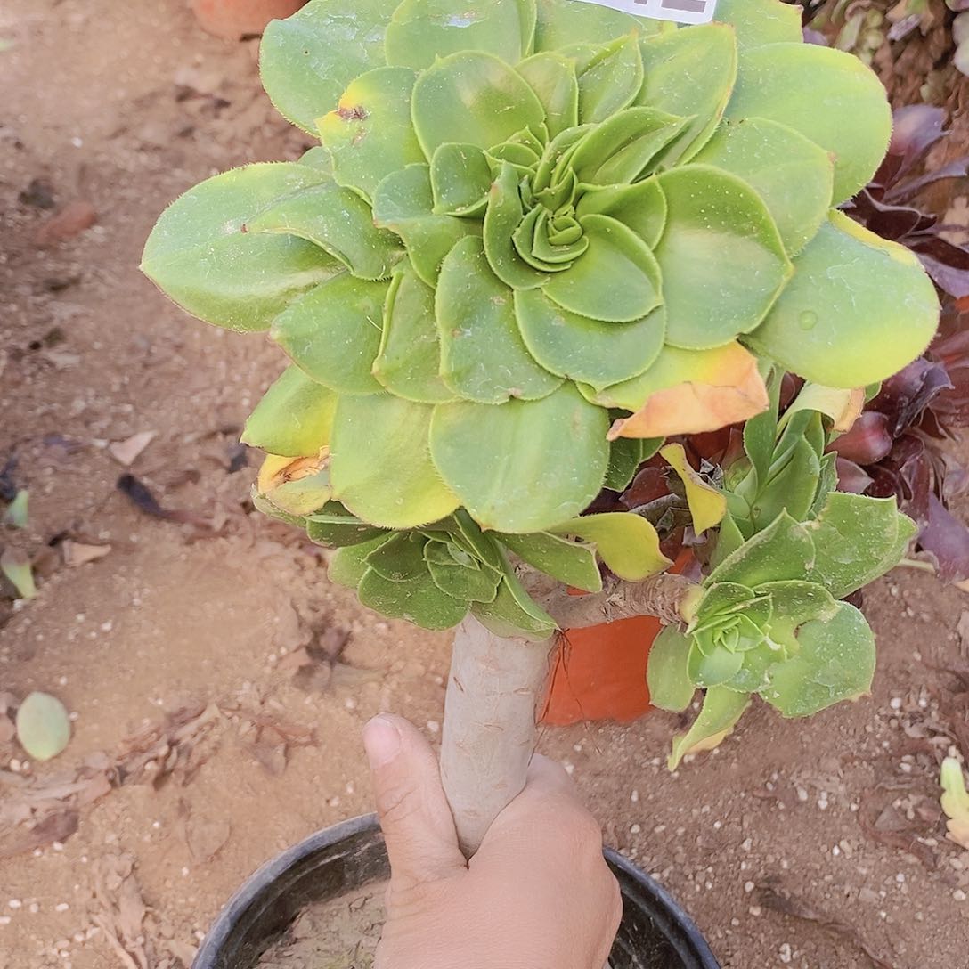 342 号一物一拍多肉植物