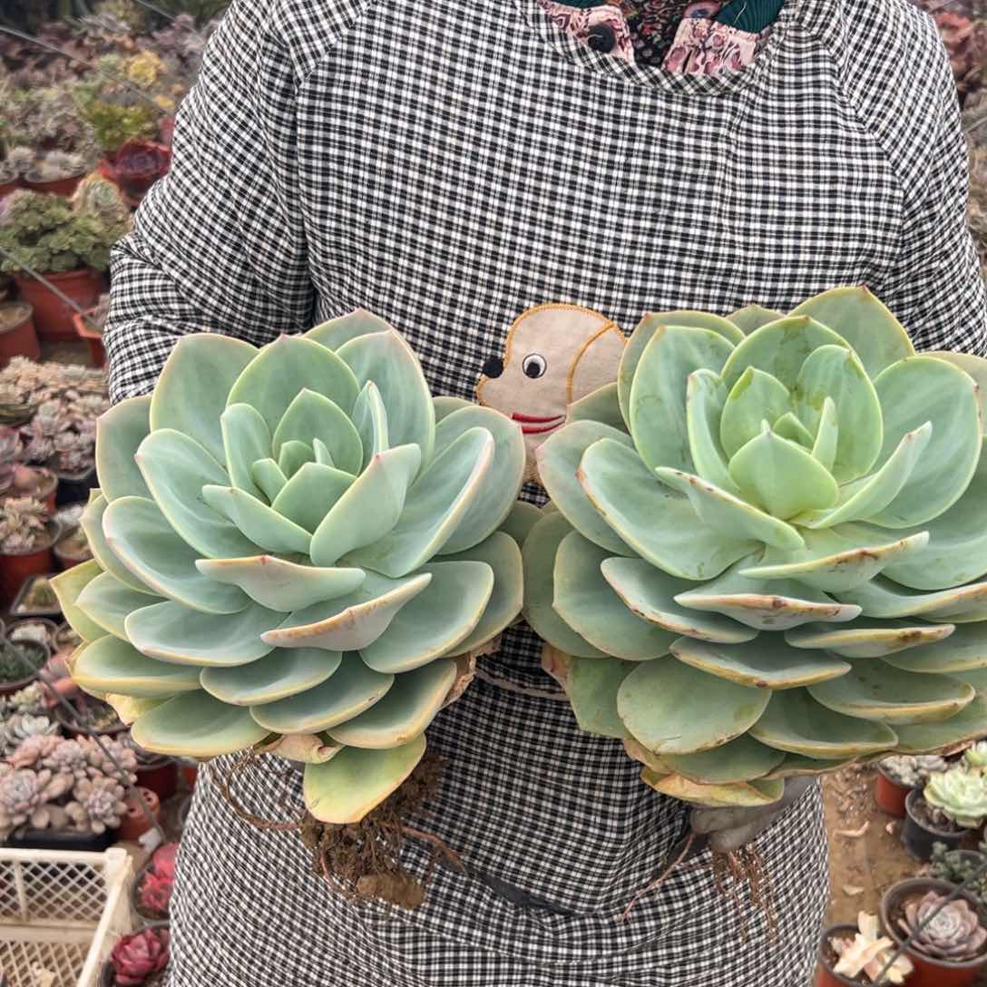 多肉植物多肉植物