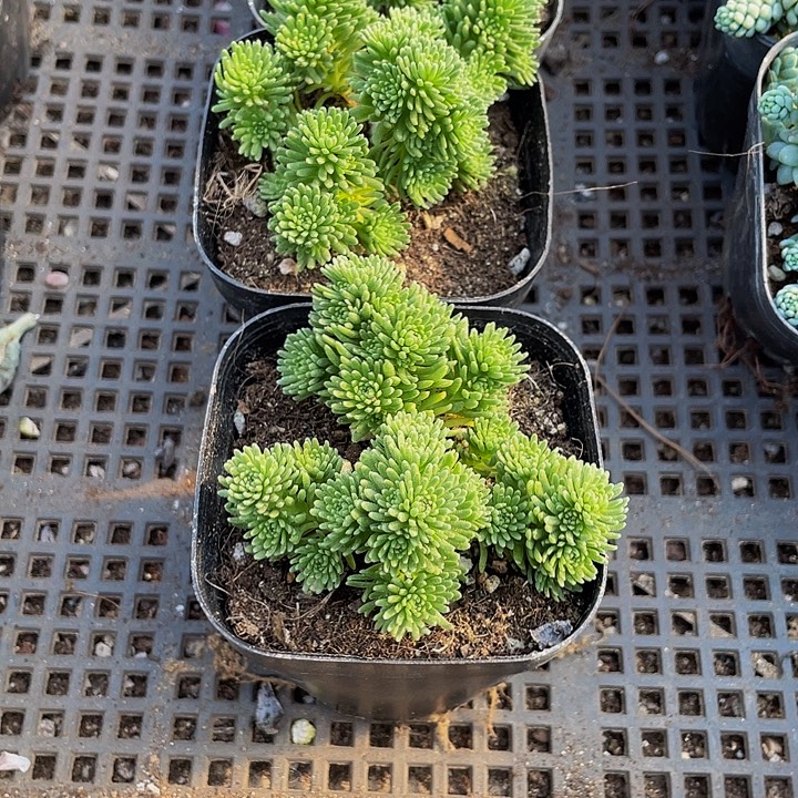 球松5.8掉带盆土发货