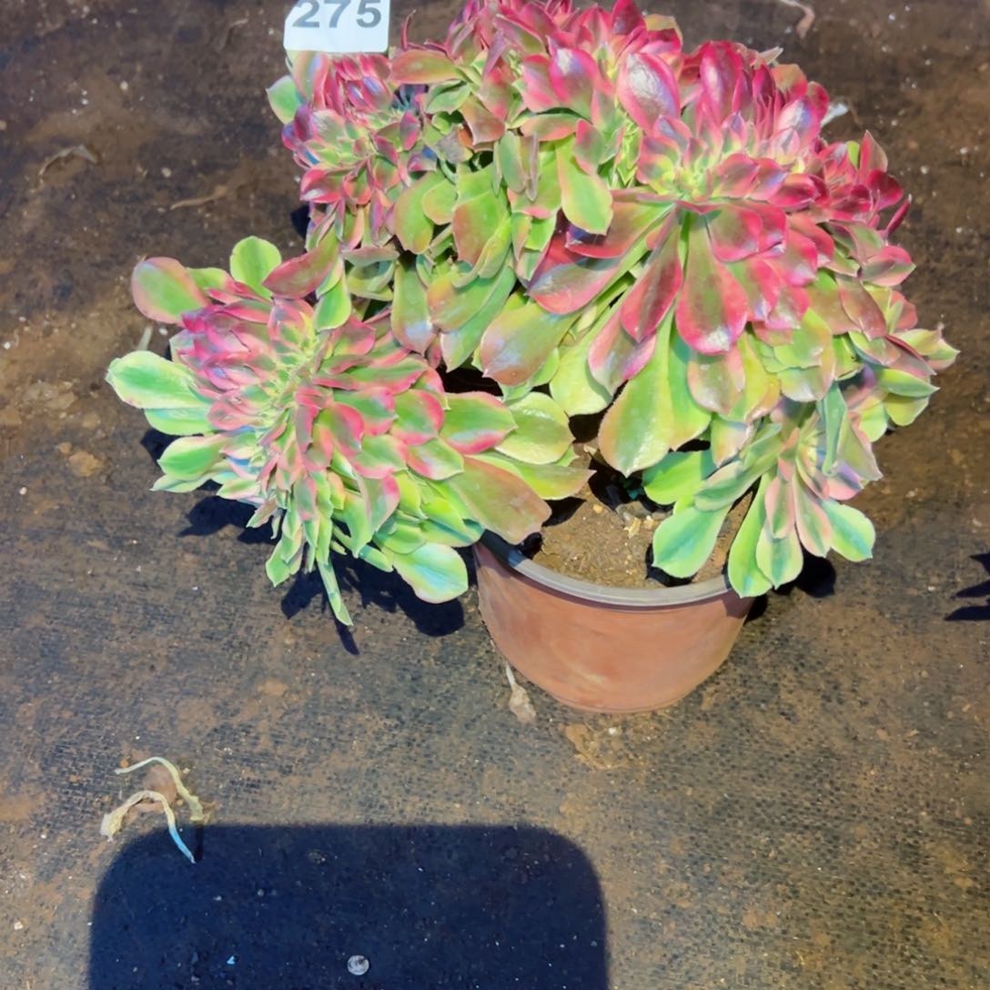 275 号多肉植物新年特价福利