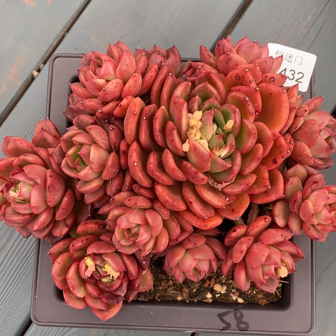 暮*杂交精品多肉1432