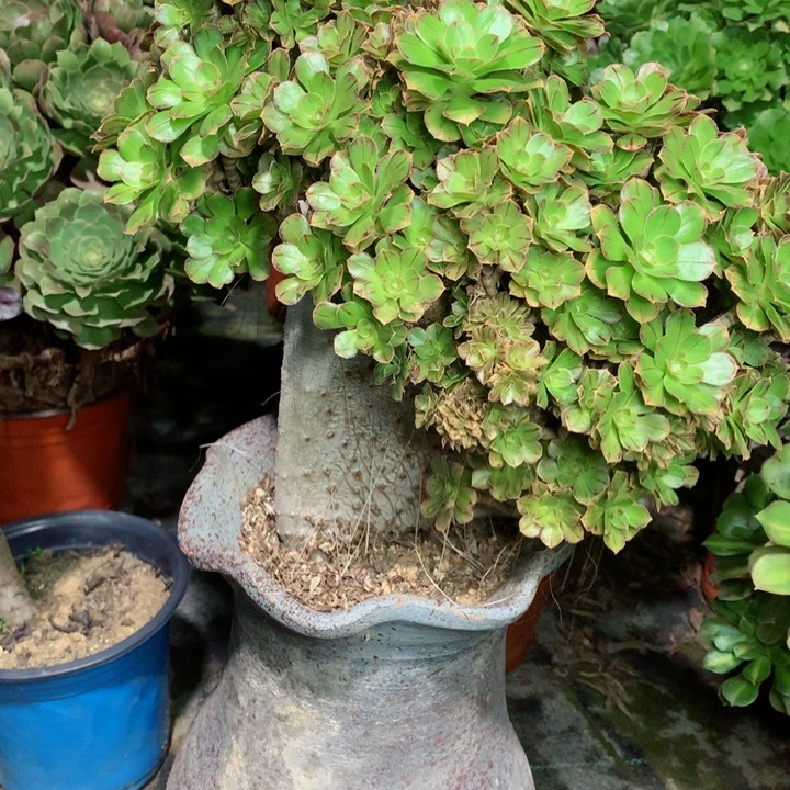 V景朵朵缀多肉一物一拍