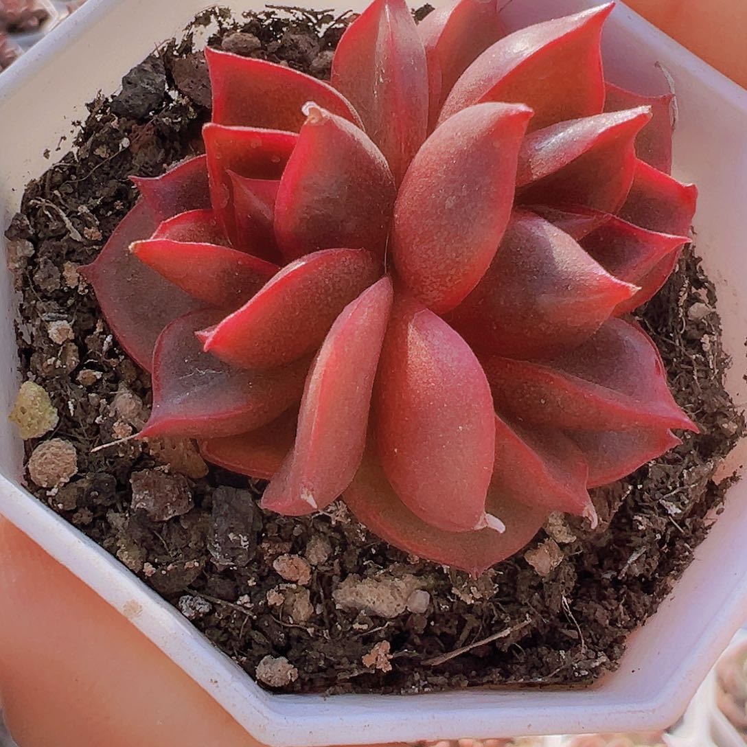 双头红灯19包邮多肉