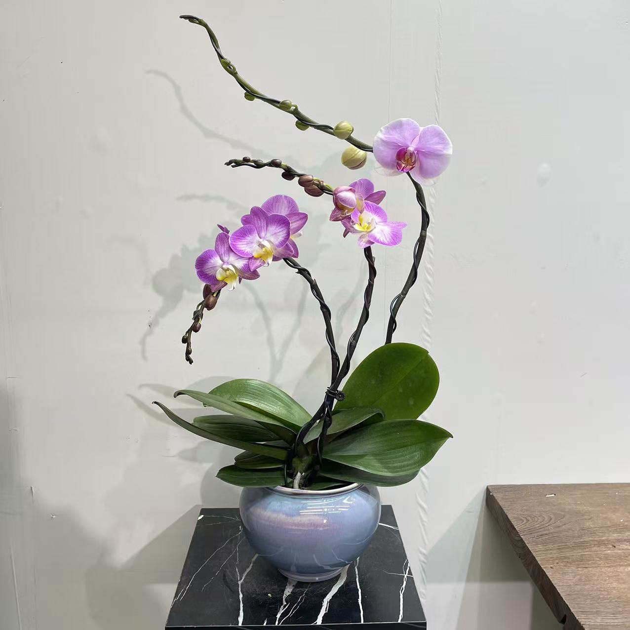 优雅蝴蝶兰室内花卉长花期精美组盆高端绿植