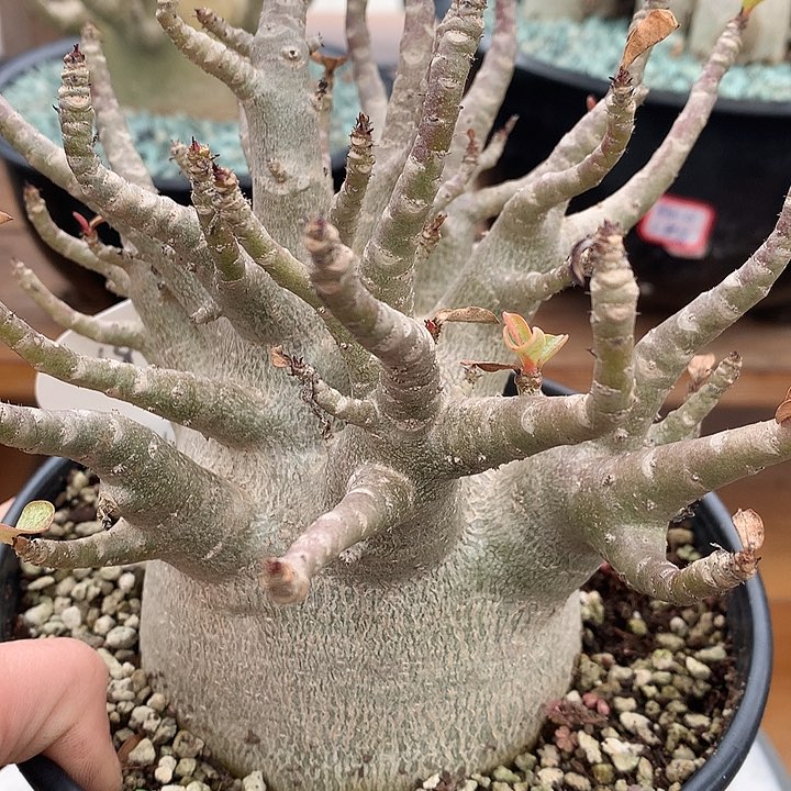 182哥斯拉沙玫8.7公分666666