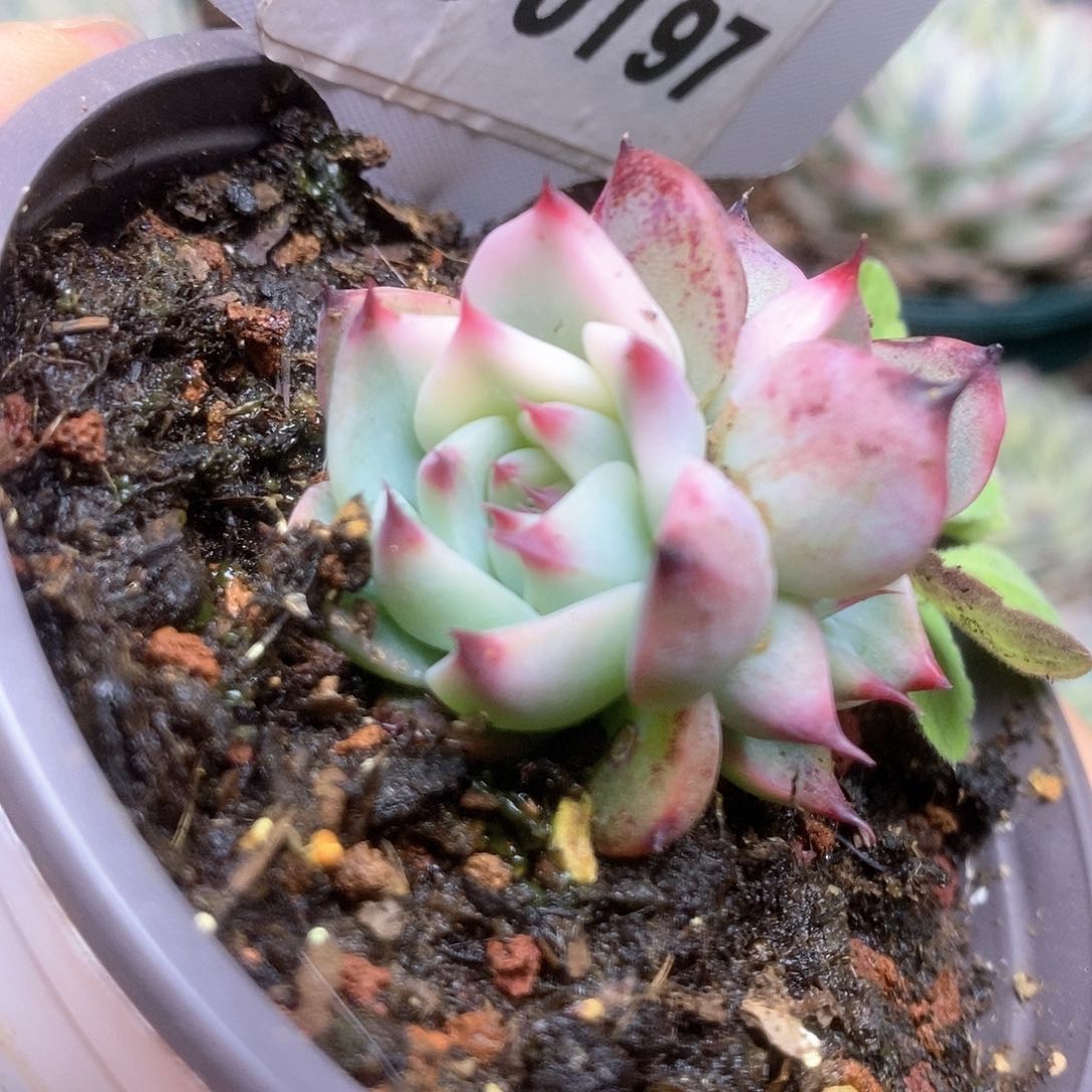 197锦锦锦锦锦锦锦