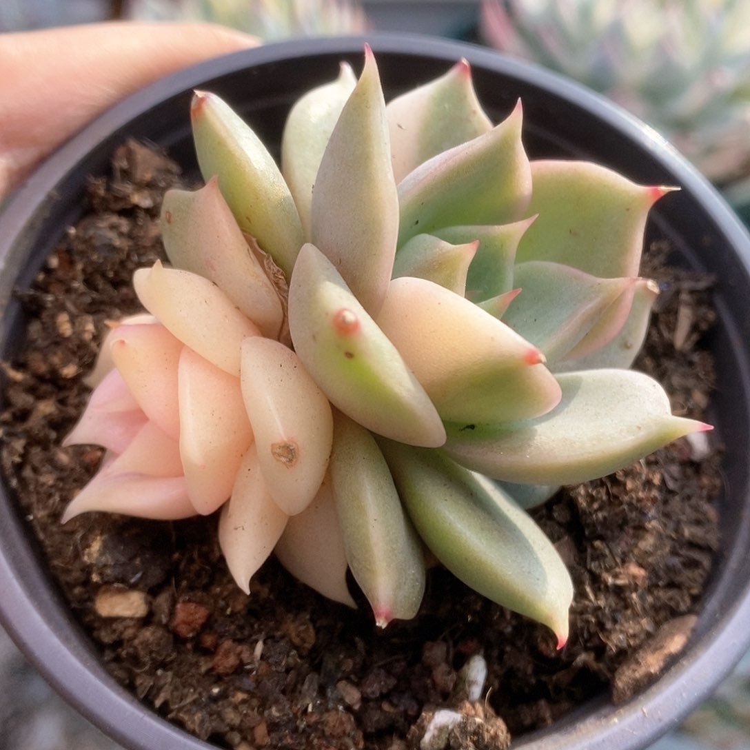 151贝加尔湖锦锦锦锦锦