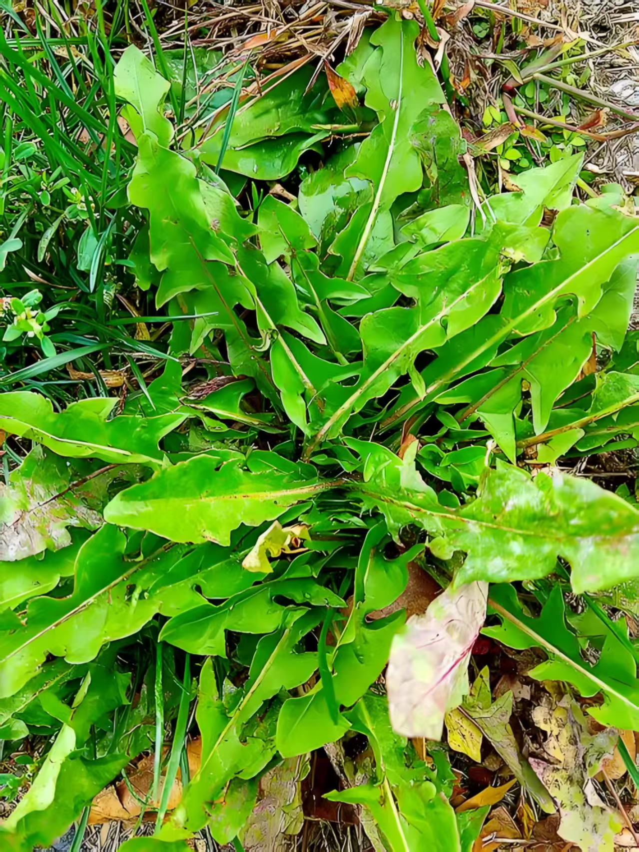 婆婆丁（蒲公英）新鲜现挖