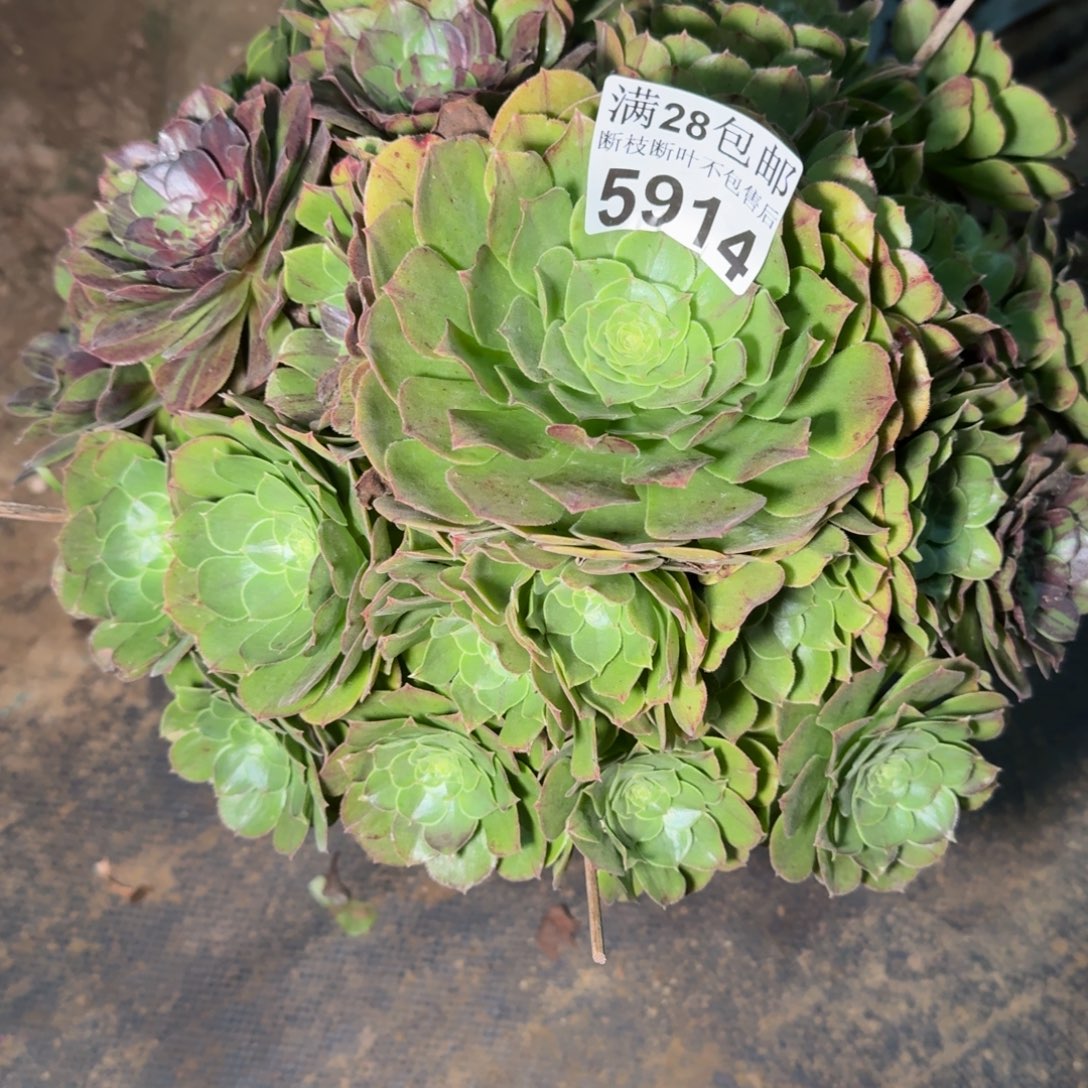 5914花月夜多肉植物