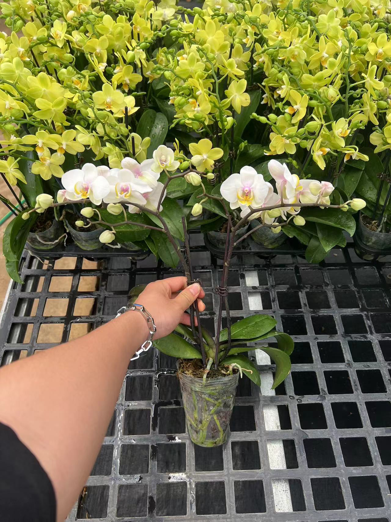 大忙人——蝴蝶兰 开花发货 室内绿植