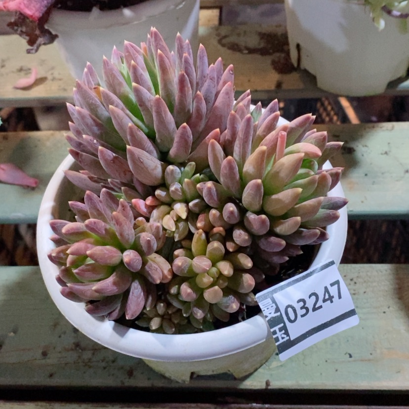 【闪购商品】炫彩星03247