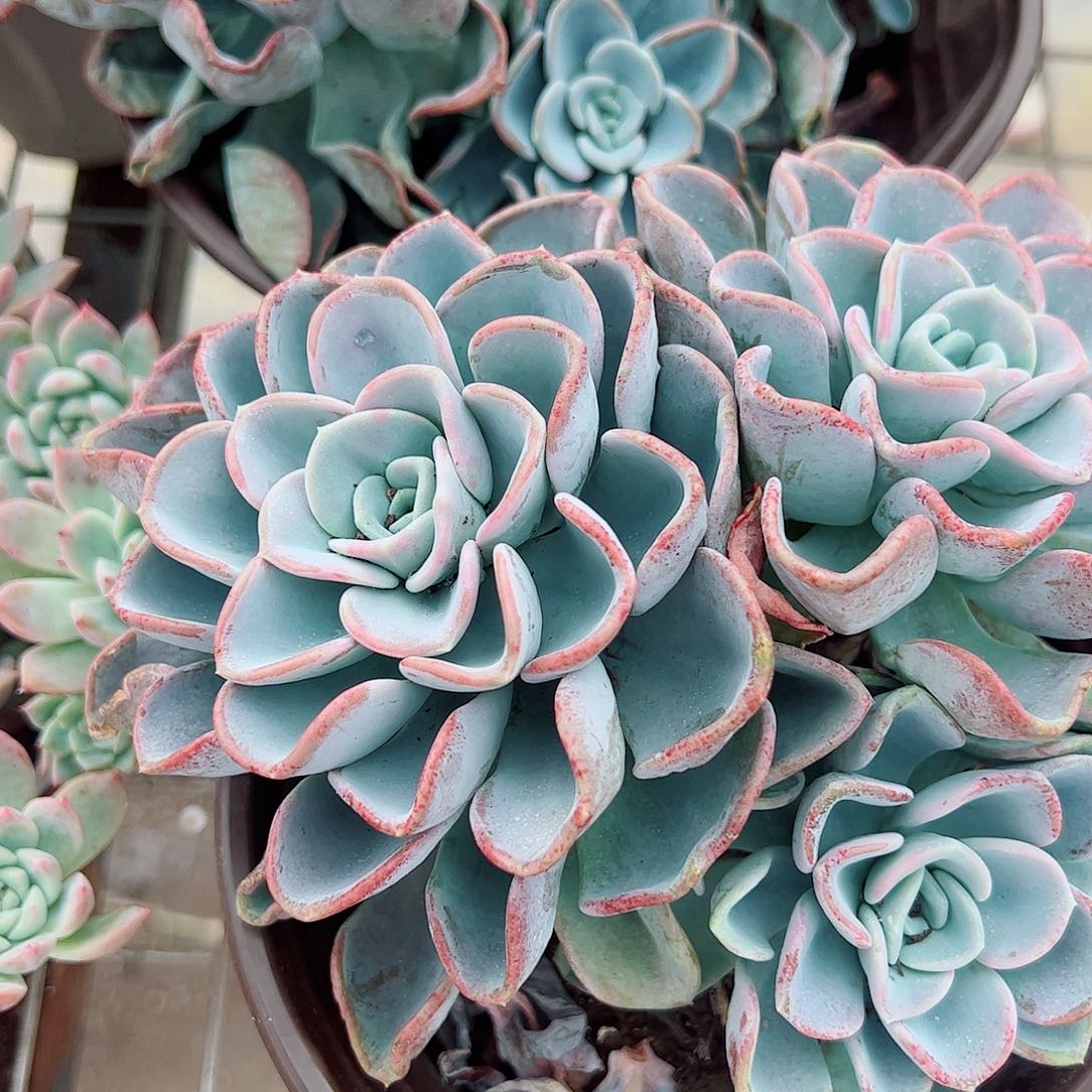 美尻大单头带仔精品特价