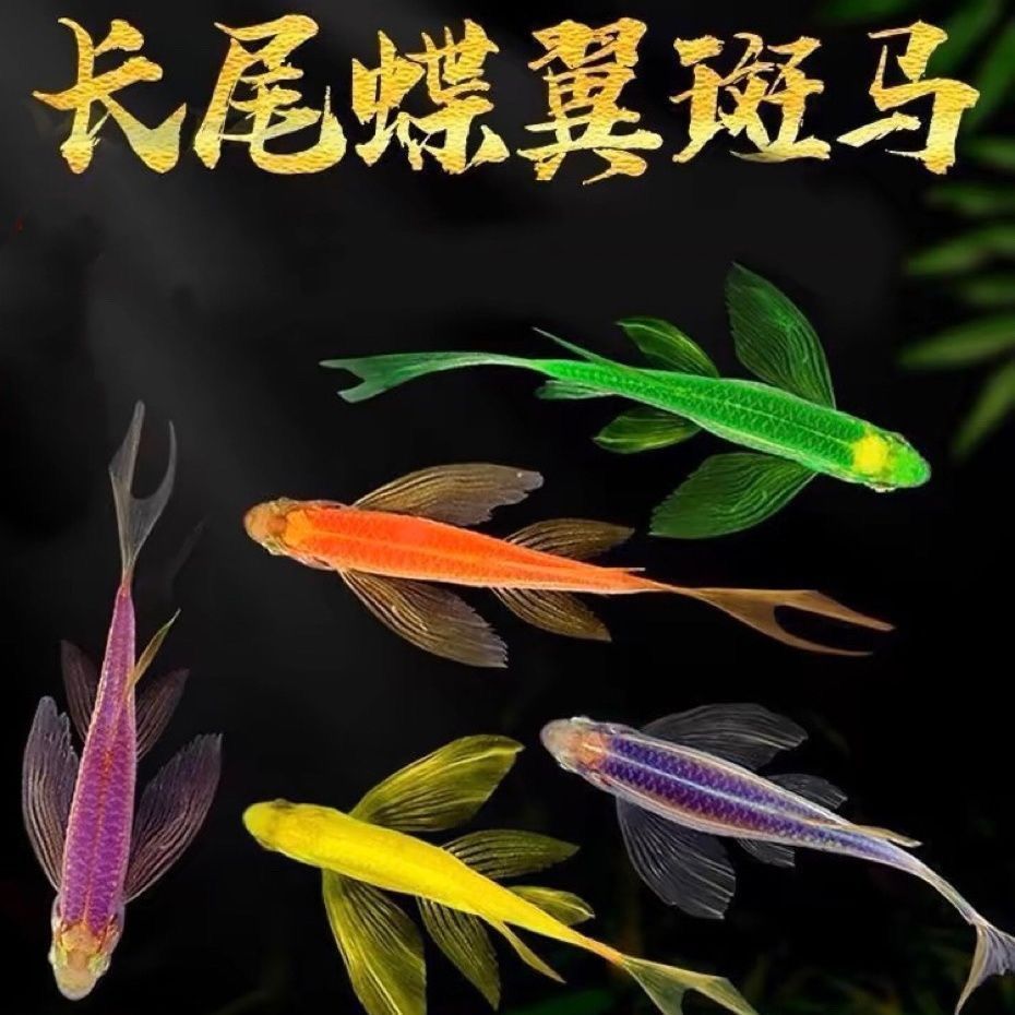 精品蝶翼斑马鱼2条