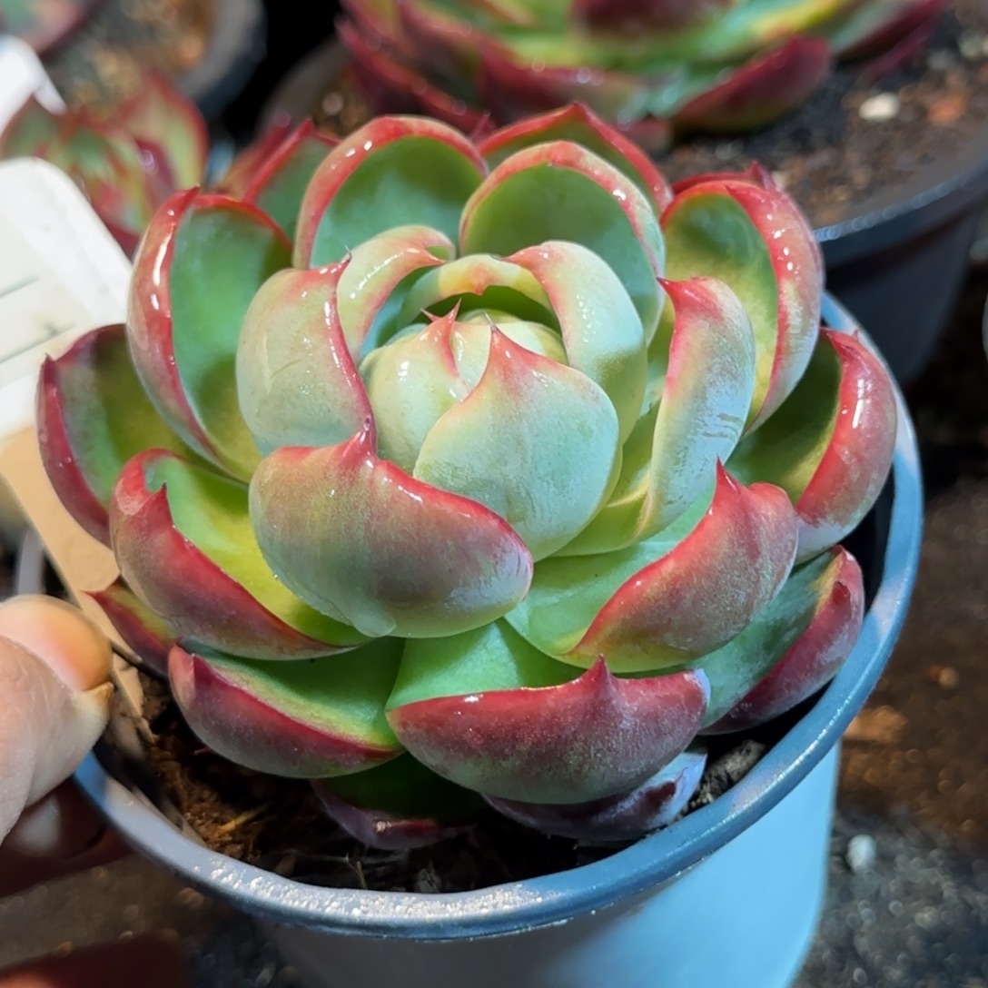 火焰惊鸿一物一拍包装收缩花旱60760