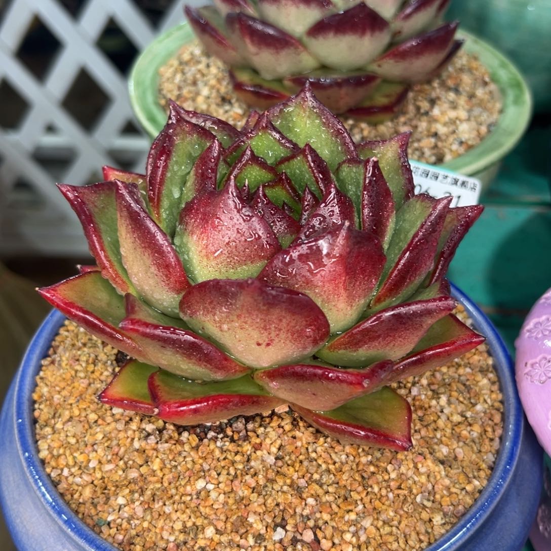 多肉一物一拍0206-31凤凰