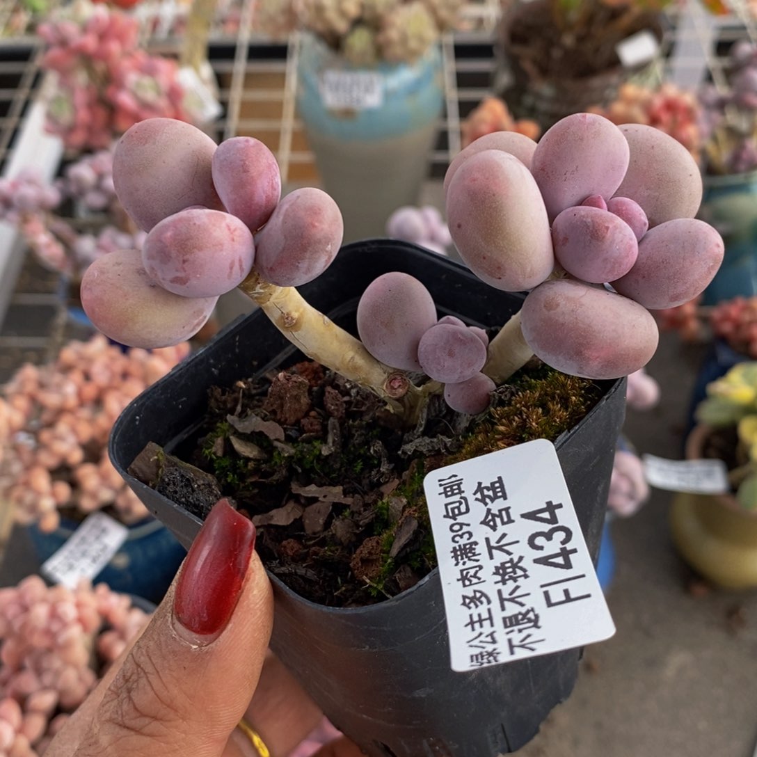 彩虹奶酪434/8c m