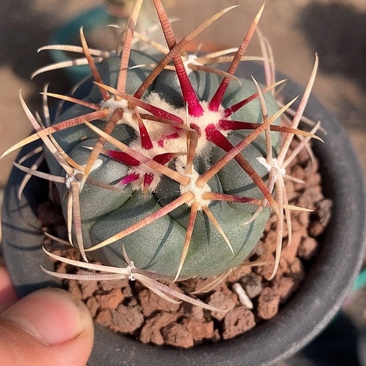 孤品实生优选狂刺高木绯冠龙4.8cm56号