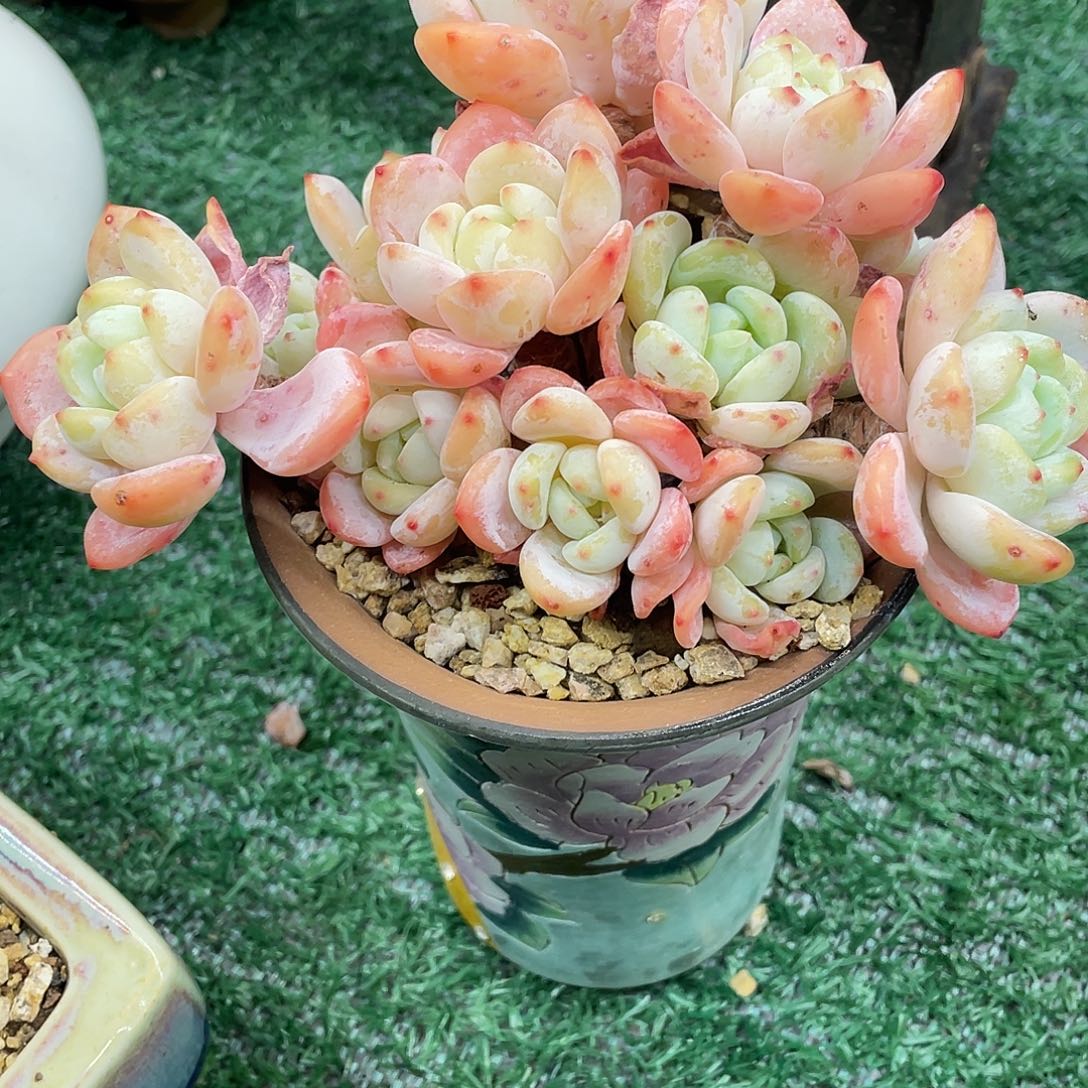 默***冷香一物一拍28包邮非偏远