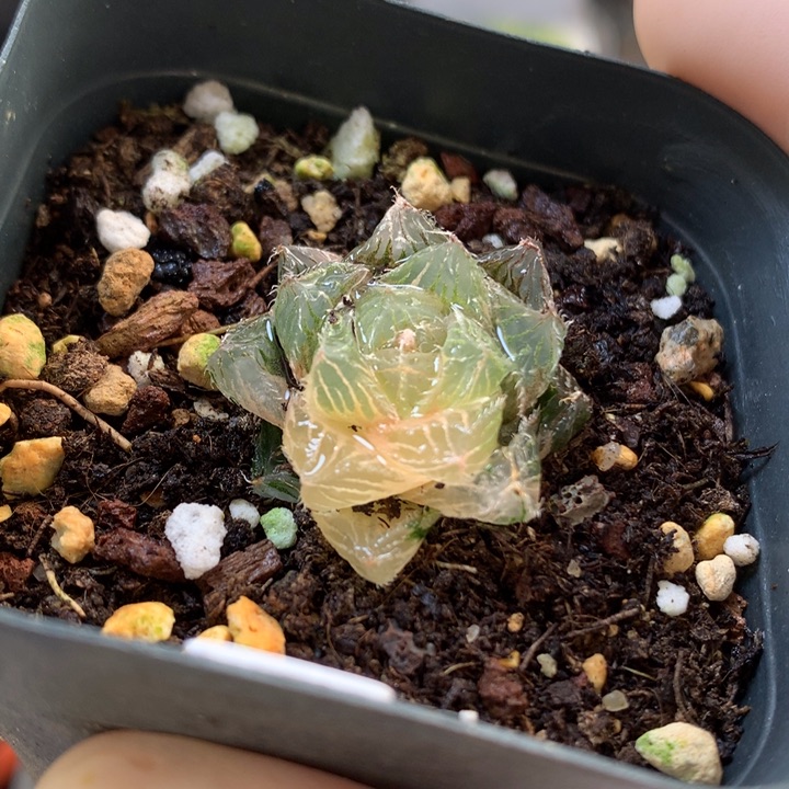 巨大化冰魄玉露锦带盆土