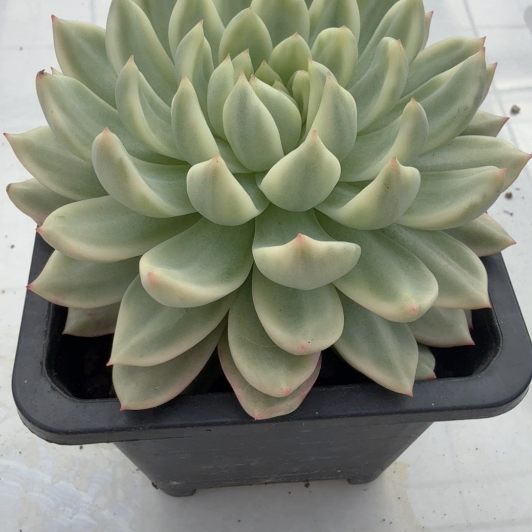 羞涩 安吉园艺锦锦