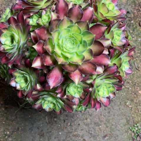 多肉植物韶华锦。