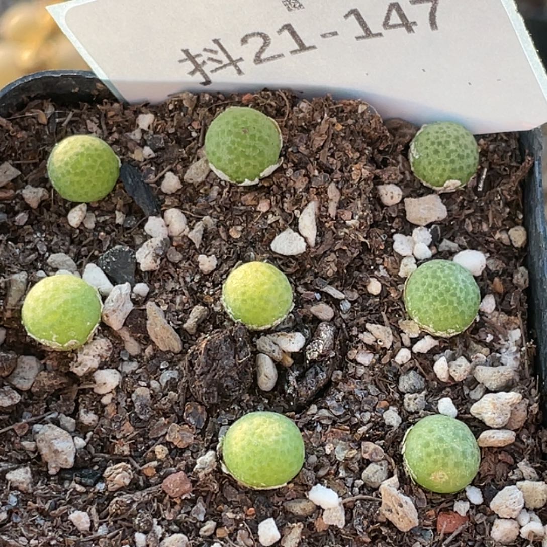 21-147园艺玉米多肉植物