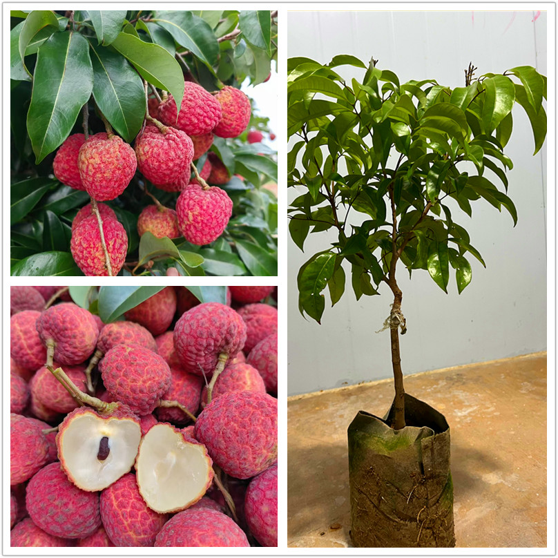 带土发货 白糖罂果苗 仙进奉果苗 仙桃荔果苗 冰荔果苗 挂绿果苗