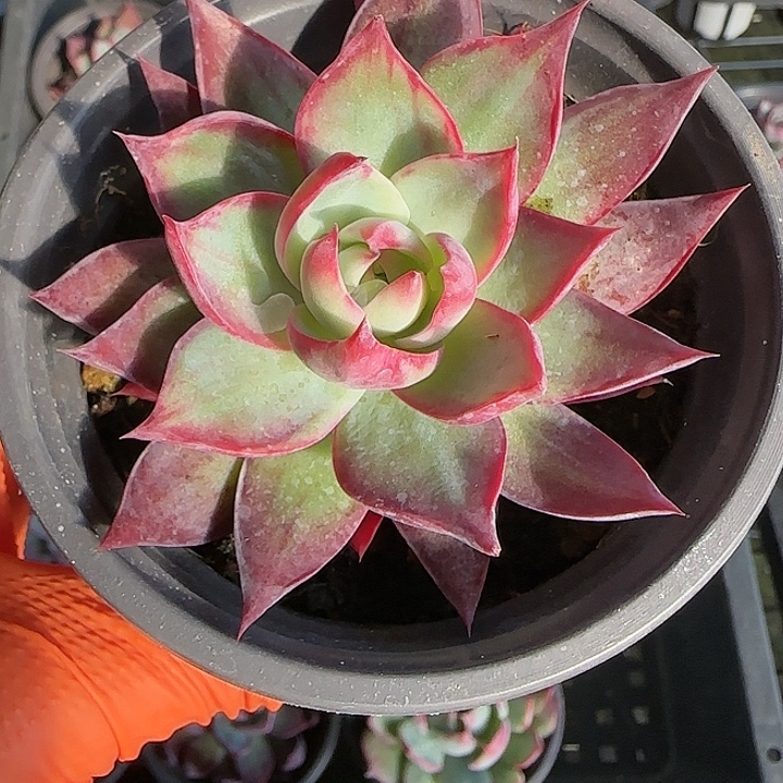 41 惊鸿仙子多肉植物6-9cm