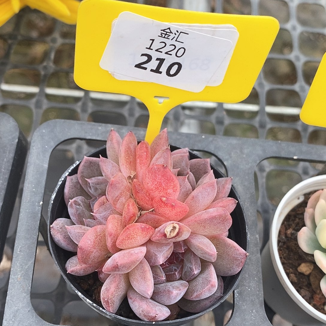 福利多多。1220210