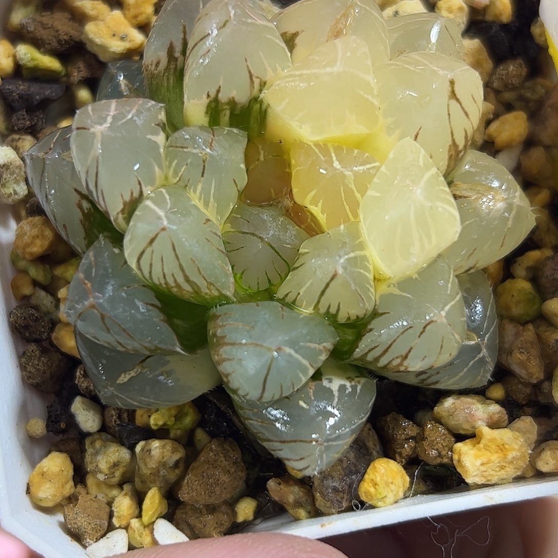 Om锦十二卷多肉植物