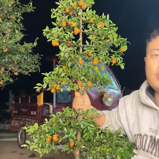 无花朵金弹子庭院原生品种