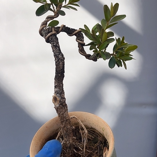 无花朵赏型赏叶的盆景